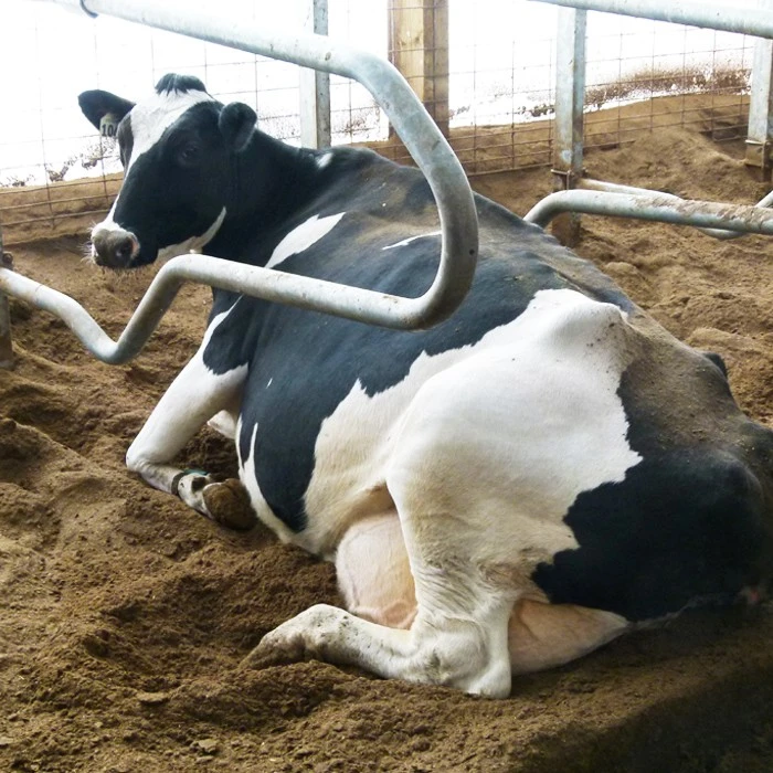 China Cattle Free Stall China Cattle Free Stall